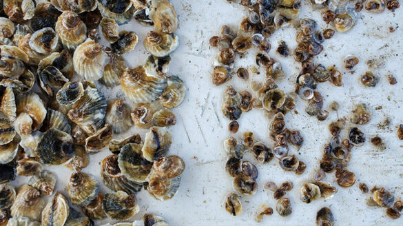 Oysters from the South Fork Sea Farmers.