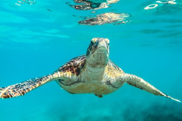 Turtle swimming.